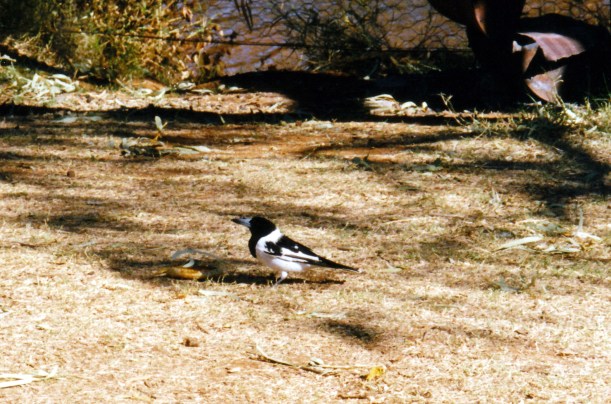 08-22-1999 02  butcherbird.jpg
