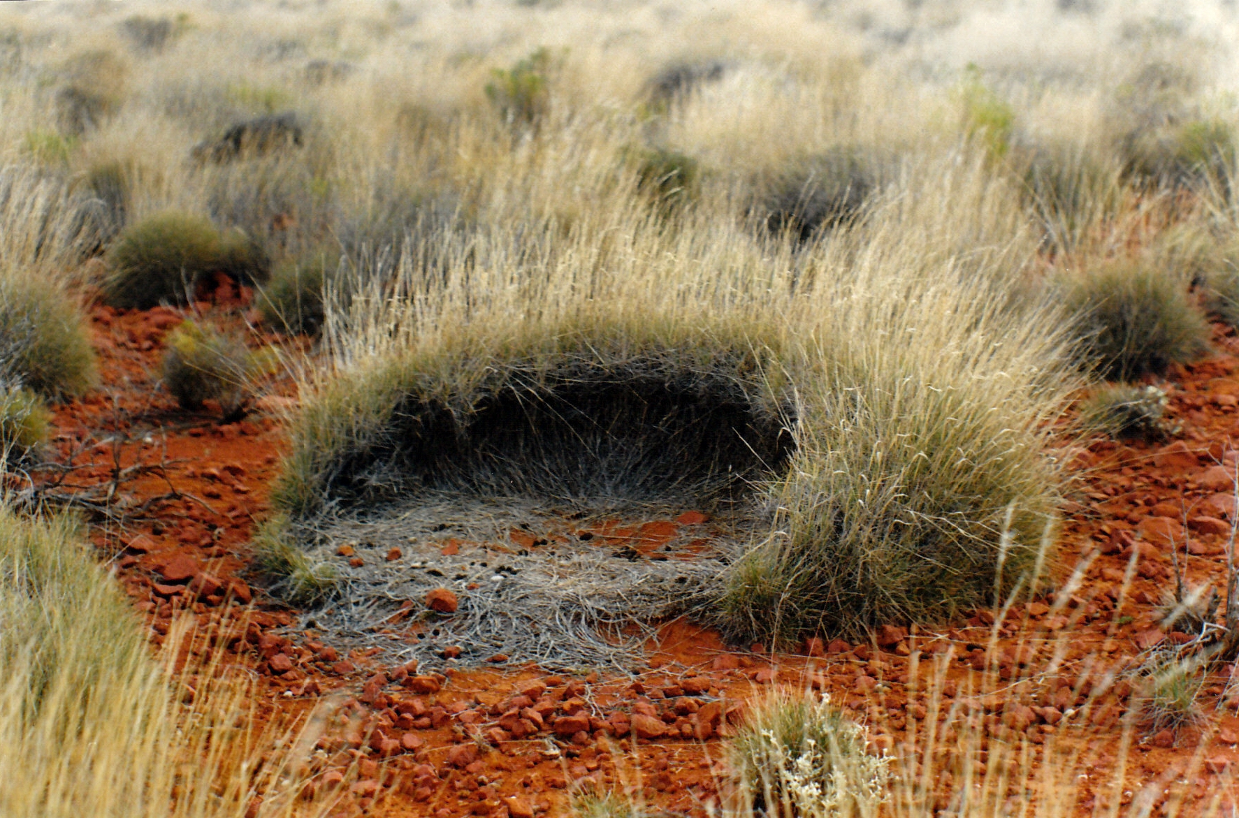09-06-1999 02  roo nest.jpg