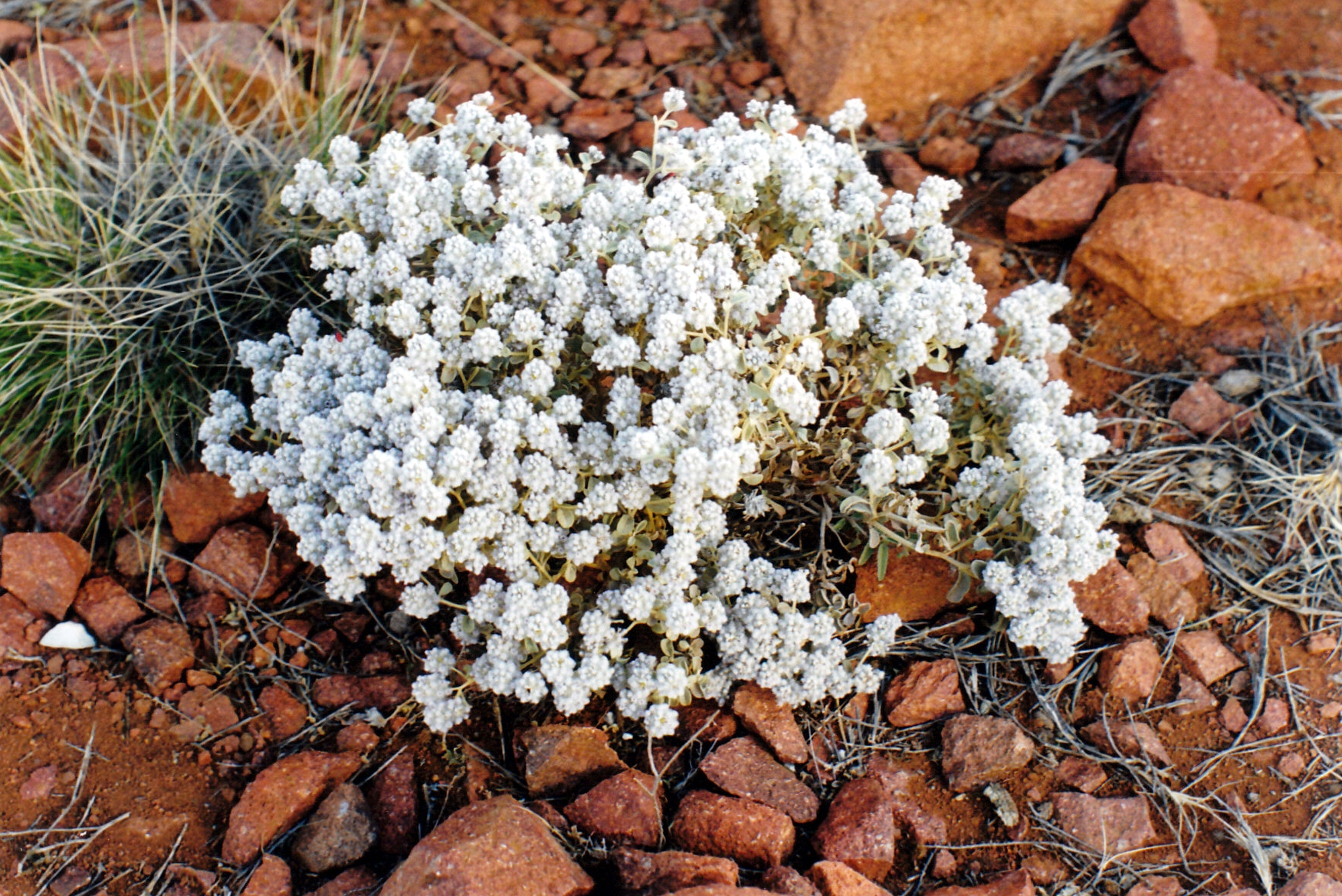 09-06-1999 19 gawler range wildflowers