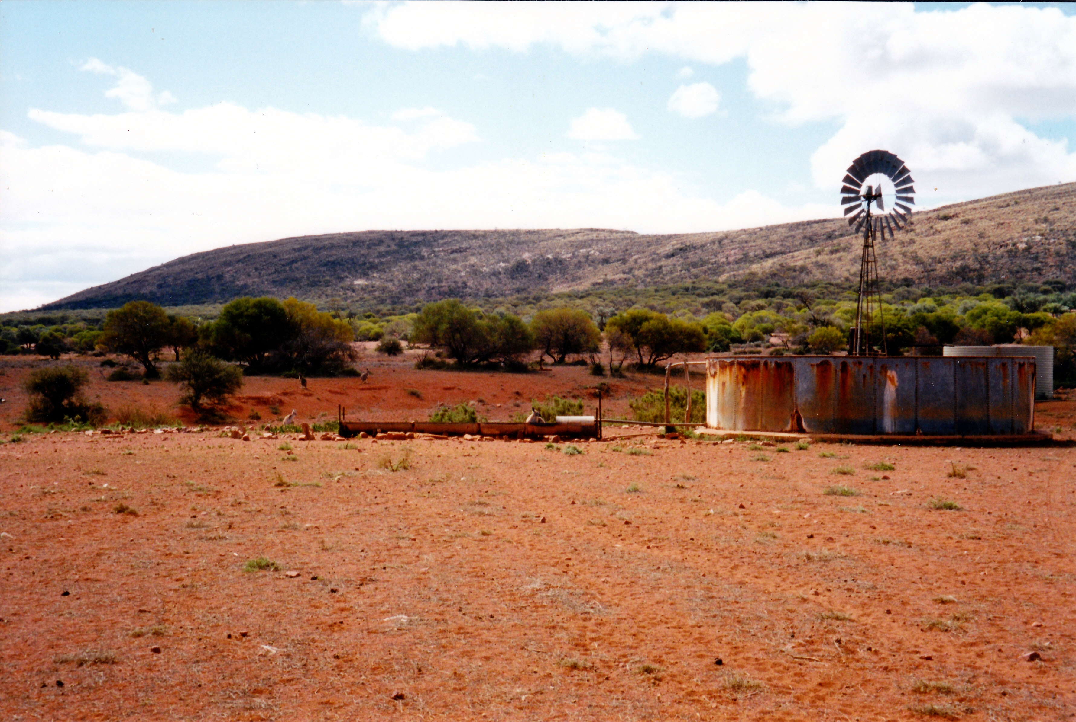 09-06-1999 20  Mt Ive kangaroo drinks.jpg