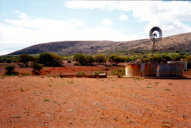 09-06-1999 20  Mt Ive kangaroo drinks.jpg