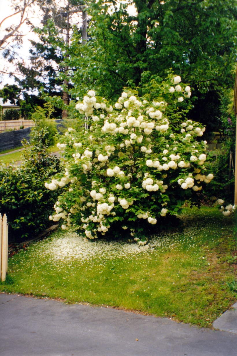 10-19-1999 dad's snowball tree.jpg