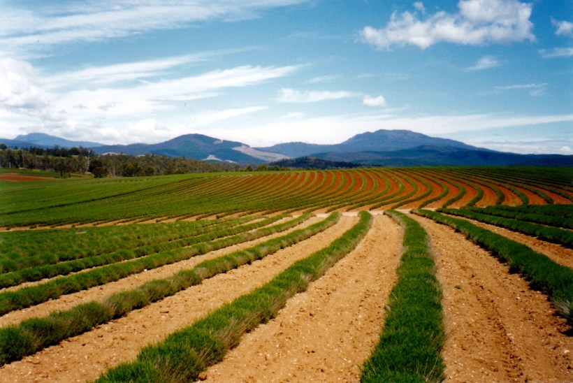 11-11-1999 bridestowe estate lavender farm.jpg