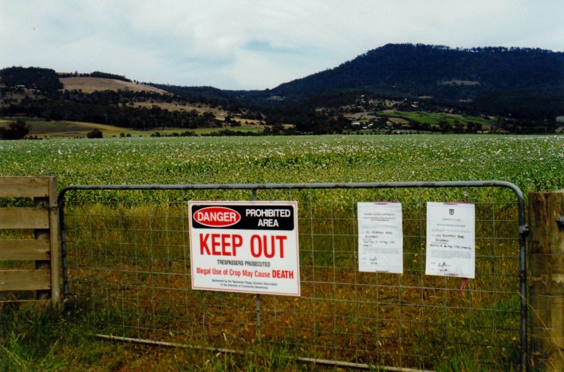 11-22-1999 opium poppy.jpg