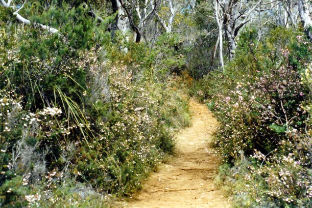 11-27-1999 01 cape hauy tk wildflowers