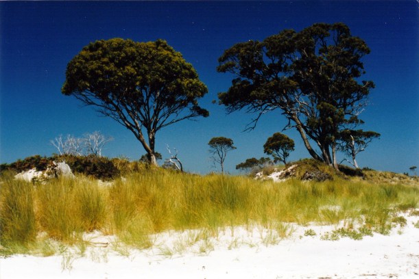 11-29-1999 slopen main beach.jpg