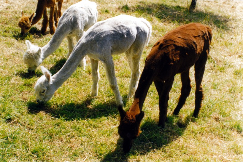 01-01-2000 alpacas New Norfolk.jpg