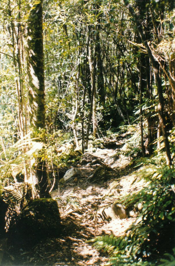 01-02-2000 myrtle gully tk walk