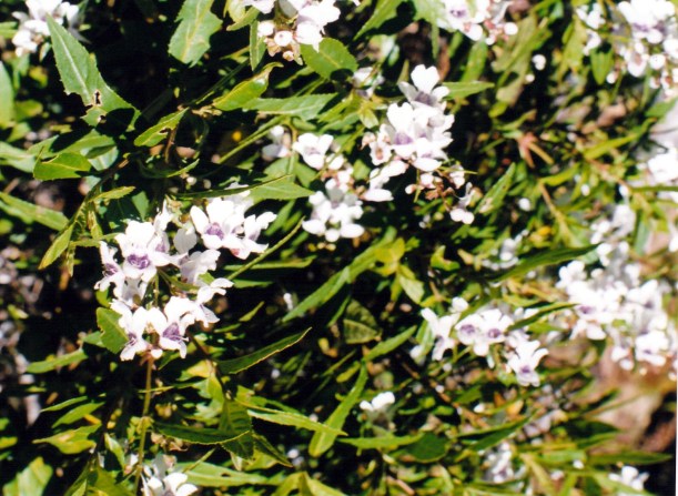 01-02-2000 tas xmas bush.jpg