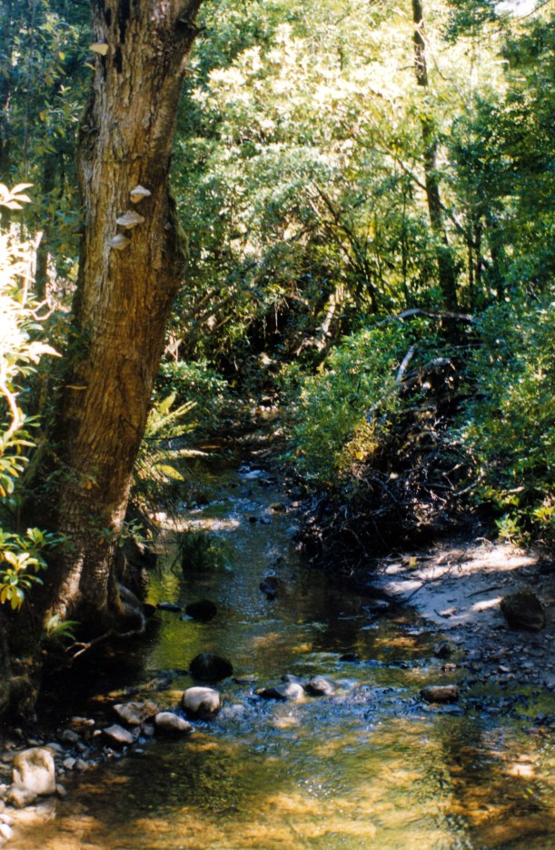01-06-2000 track to Lady Barron Falls Mt Field NP.jpg