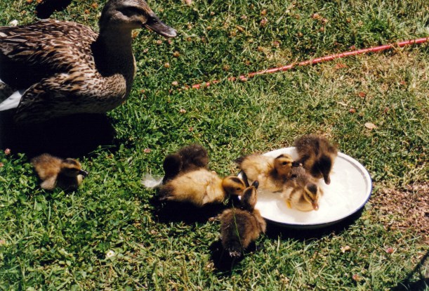 01-11-2000 reduced duck family.jpg
