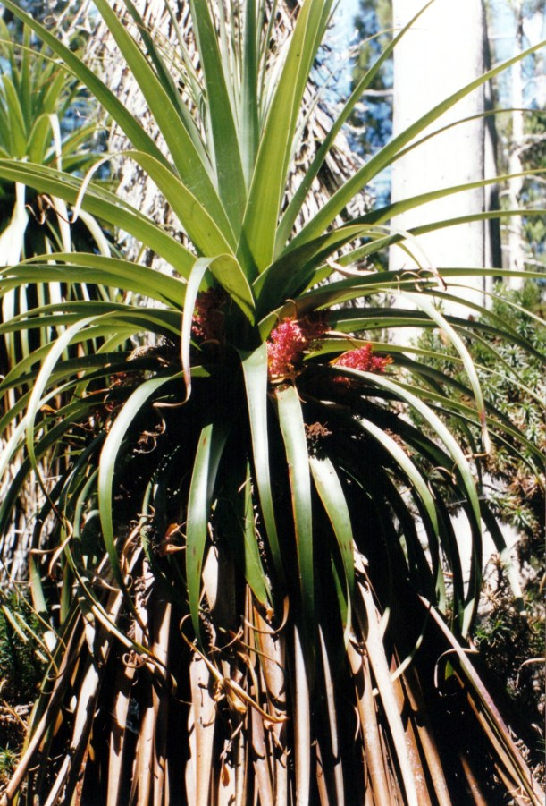 01-13-2000 lake dobson pandanus.jpg