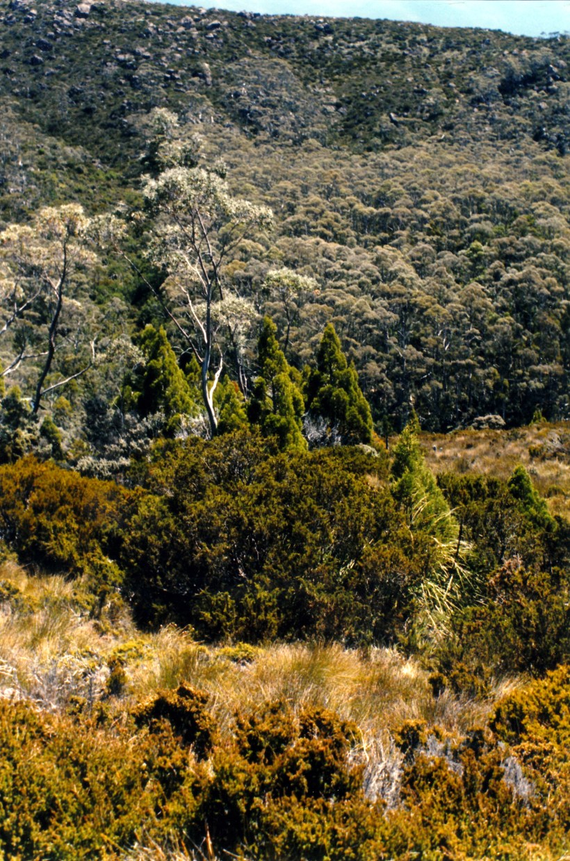 01-13-2000 near Lake Dobson Mt Field NP