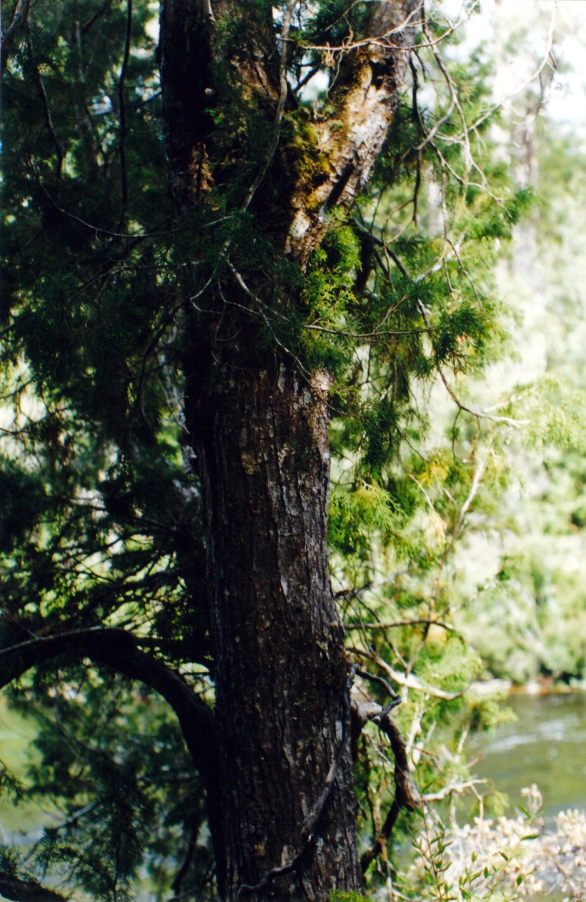 01-24-2000 huon pine.jpg