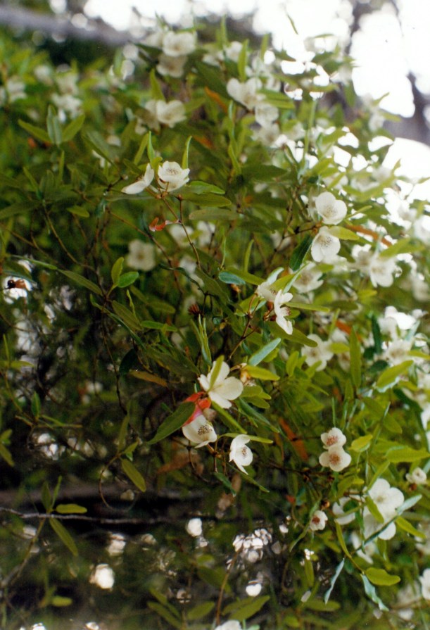 01-24-2000 leatherwood flowers