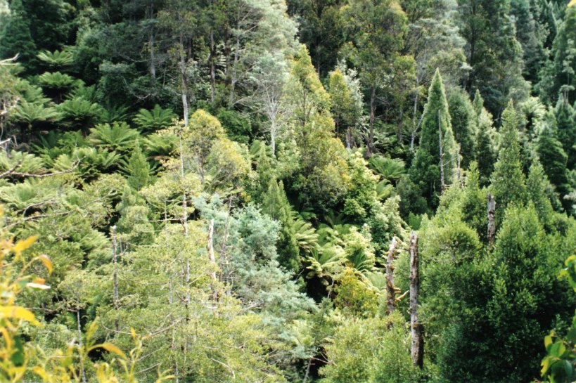 01-24-2000 the Arve forest