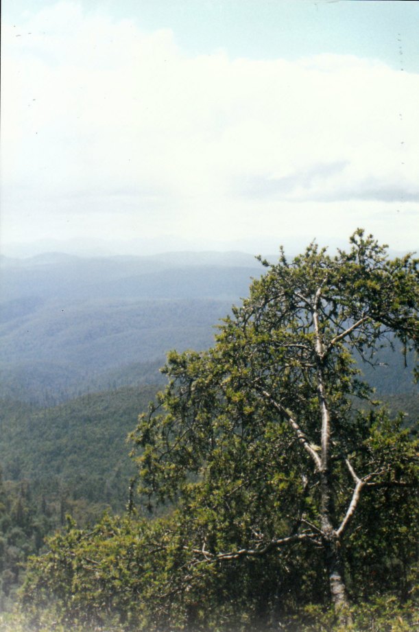 02-05-2000 waratah lookout