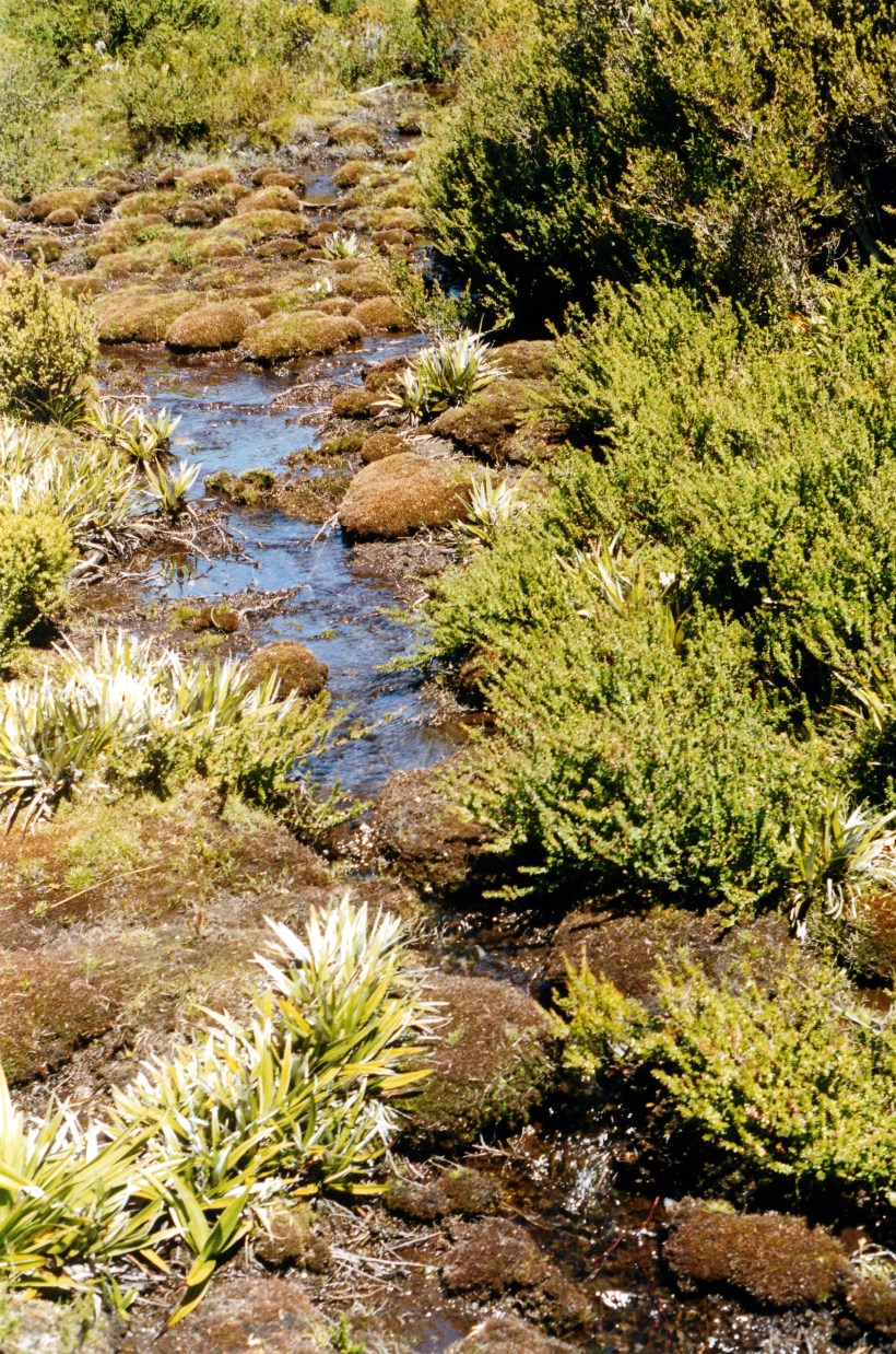 02-07-2000 02 track to Hartz Peak wet