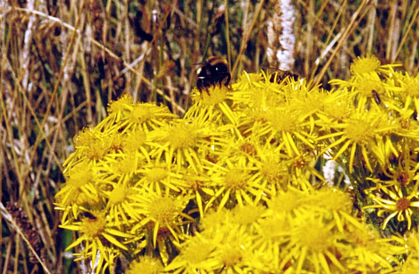 02-10-2000 big bumble bee.jpg