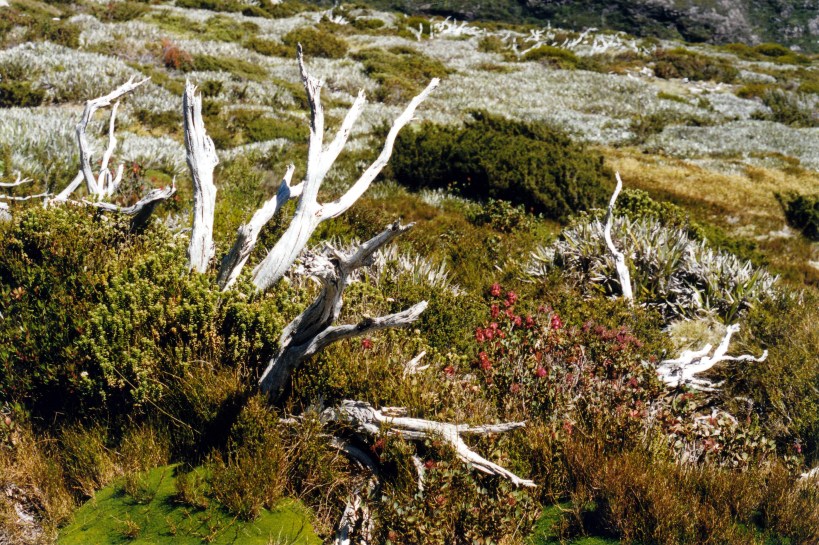 02-17-2000 18 wildflowers near Newdegate Lake.jpg