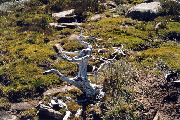 02-17-2000 22 snowgum shape.jpg