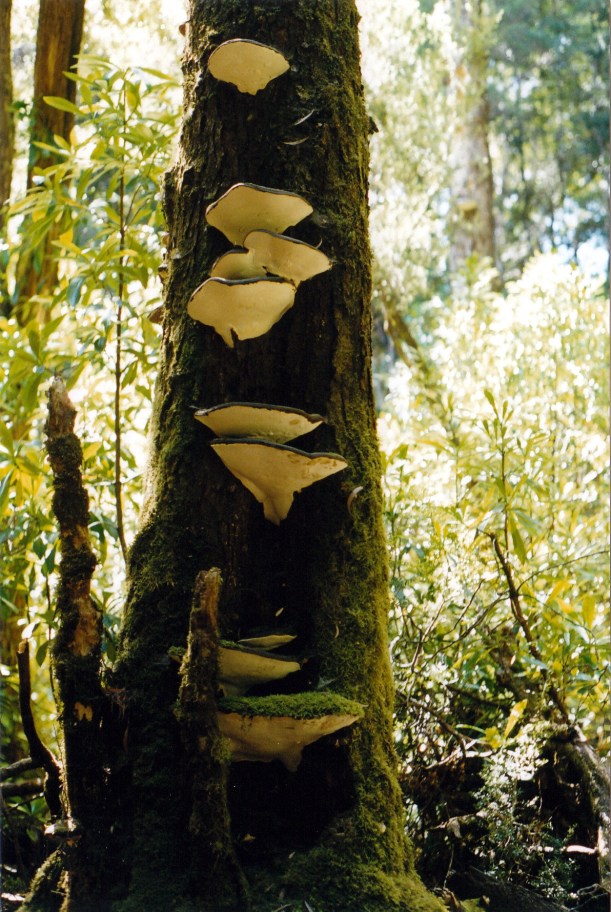 02-18-2000 18 fungi.jpg