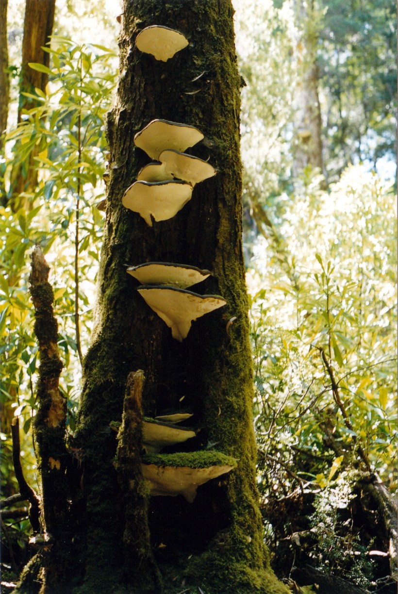 02-18-2000 18 fungi.jpg
