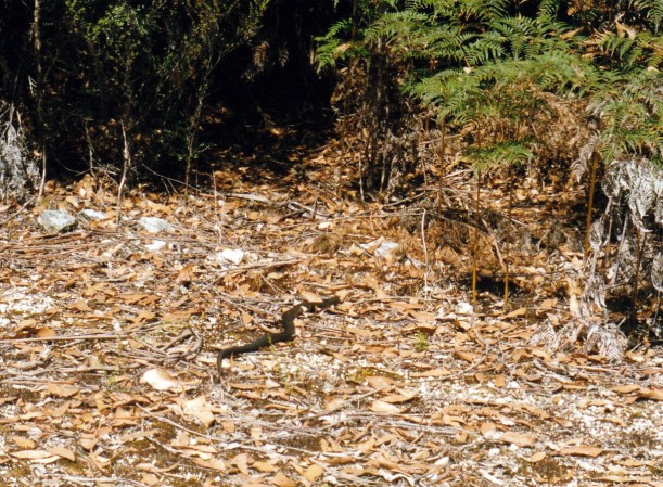 02-19-2000 05 tiger snake.jpg