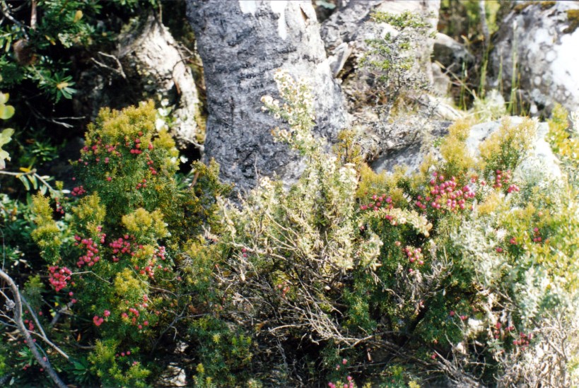 12-24-1999 alpine bush mt wellington.jpg