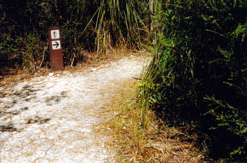 02-24-2000 another tiger snake departing.jpg