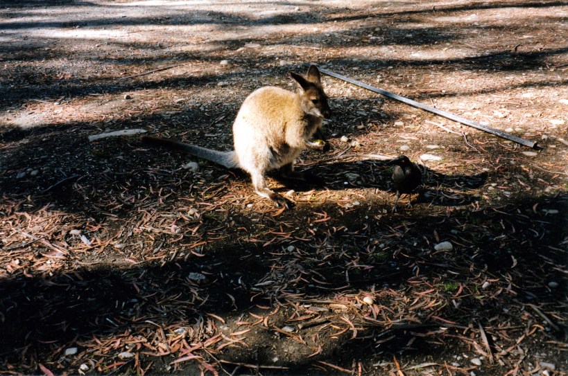 02-24-2000 crow vs wallaby.jpg