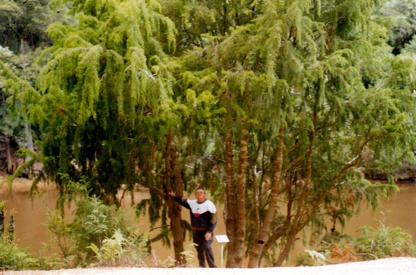 02-27-2000 huon pine king r.jpg