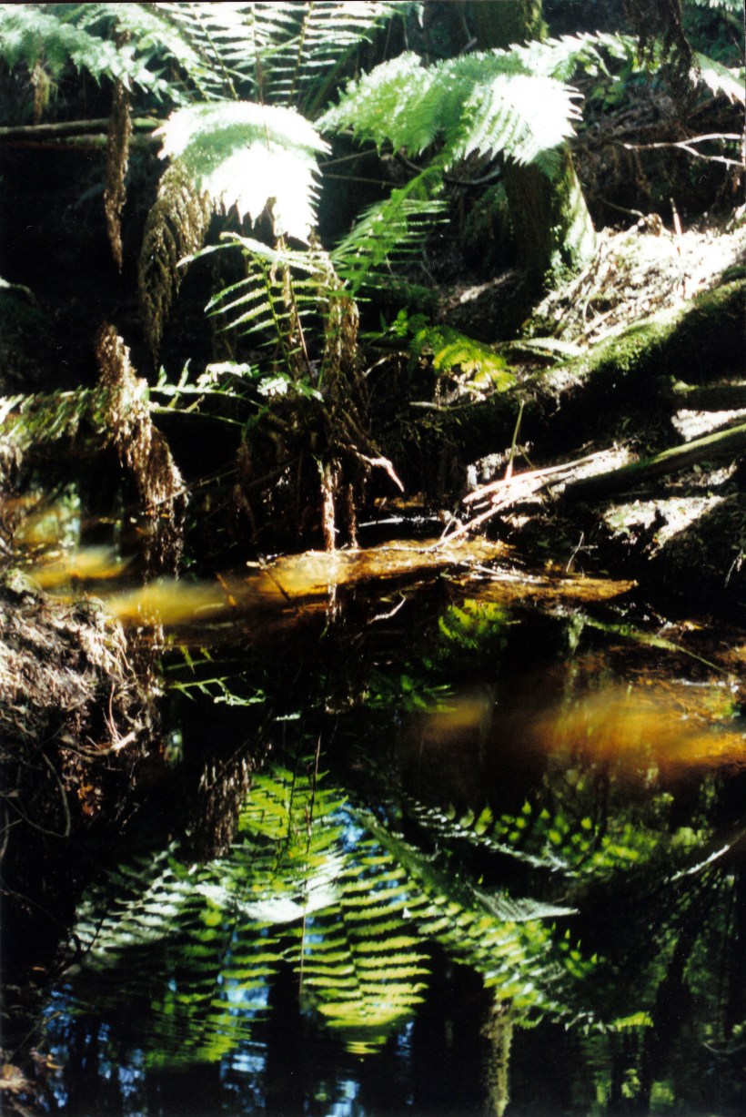 03-01-2000 05 more Bird R reflections