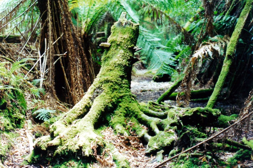 03-01-2000 15 bird r rainforest.jpg