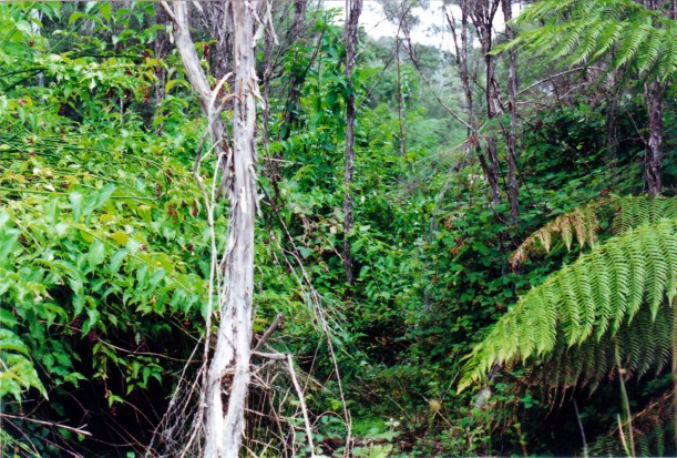 03-05-2000 was rinadeena yards.jpg