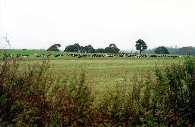03-15-2000 dairy cattle nth coast.jpg
