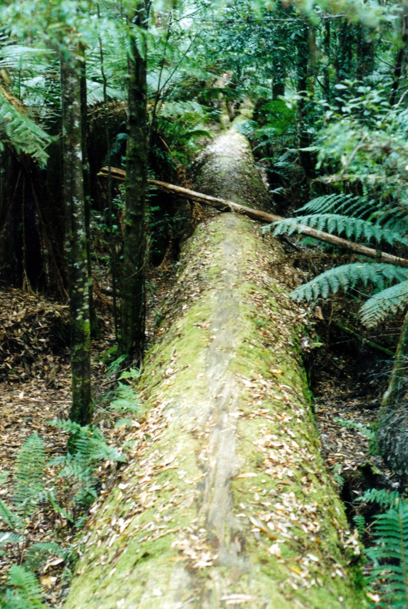 03-15-2000 huge fallen log.jpg