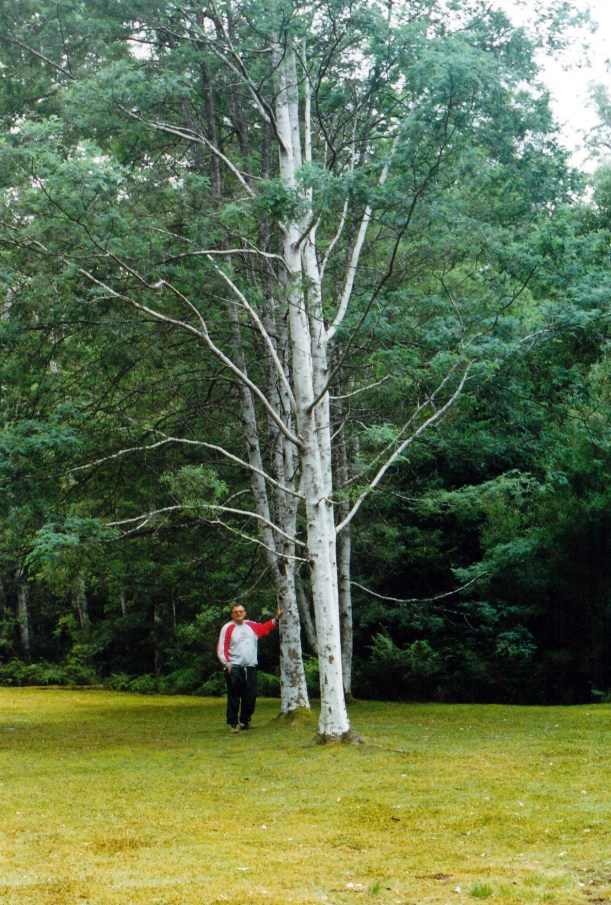 03-19-2000 02 silver wattle