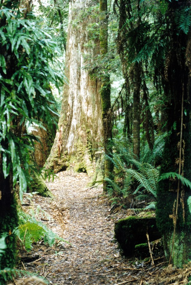 03-19-2000 03 forest Milkshake Hills walk.jpg