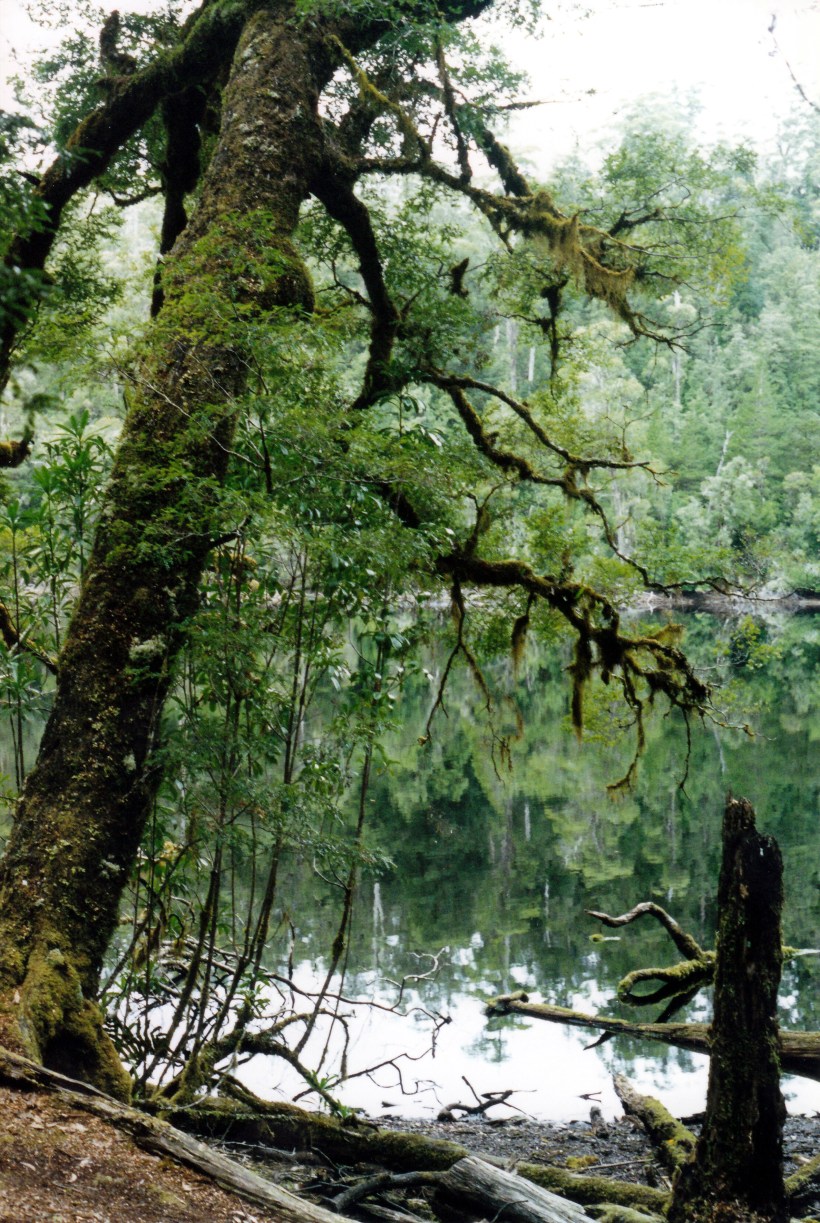 03-19-2000 06 Lake Chisholm & old tree.jpg