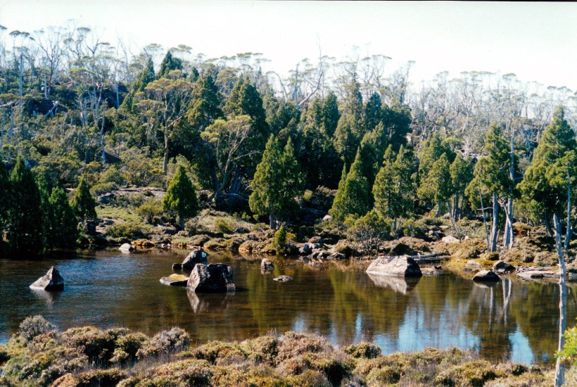 04-07-2000 06 Pencil pines Walls of Jerusalem.jpg