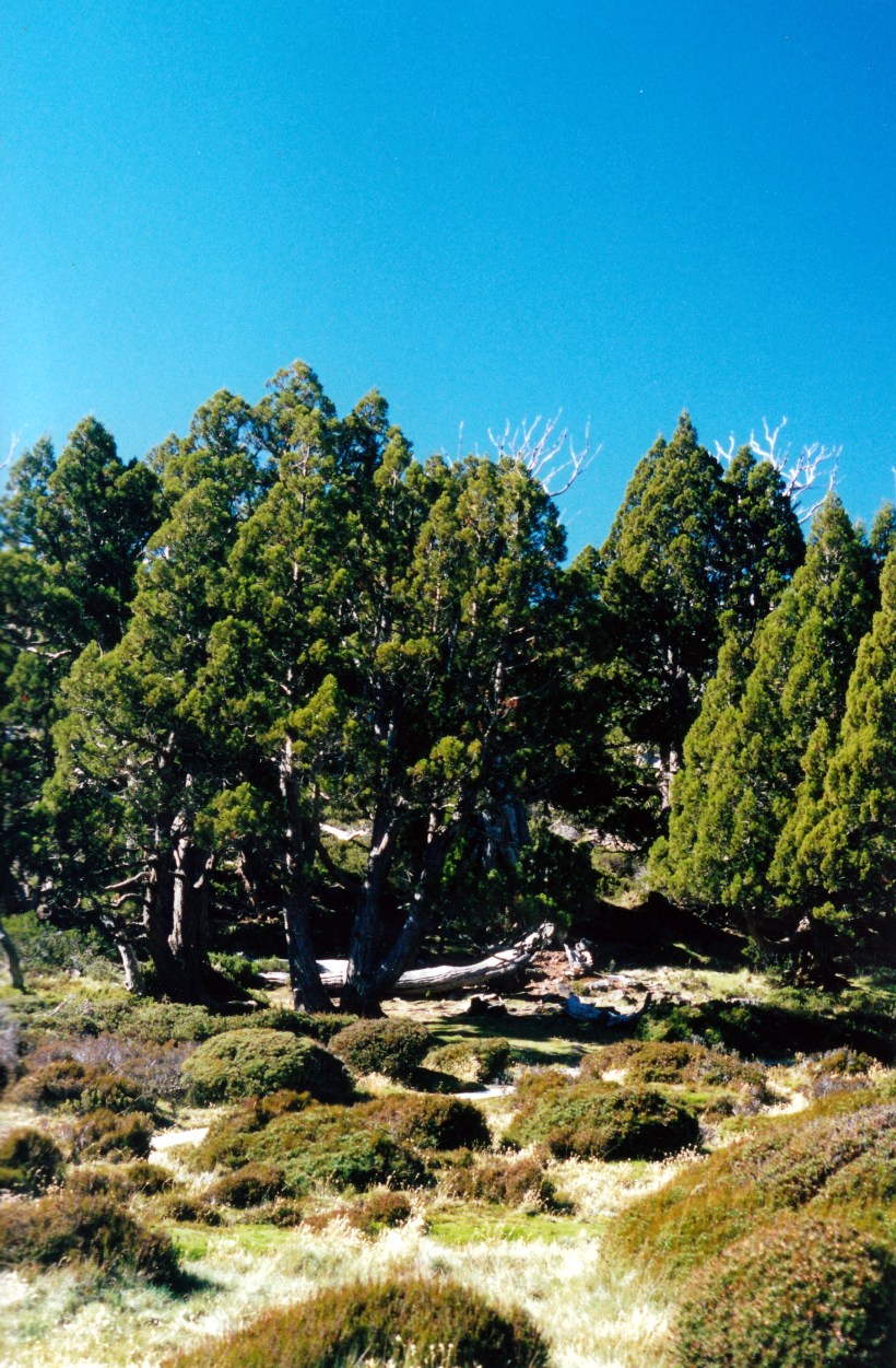 04-07-2000 10 pencil pine scene.jpg