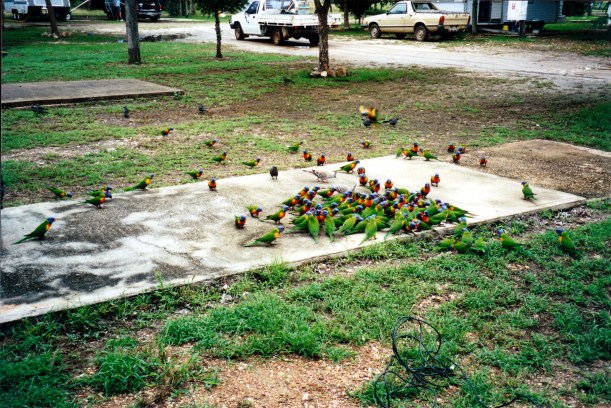 05-05-2000 rainbow lorikeets Rubyvale.jpg