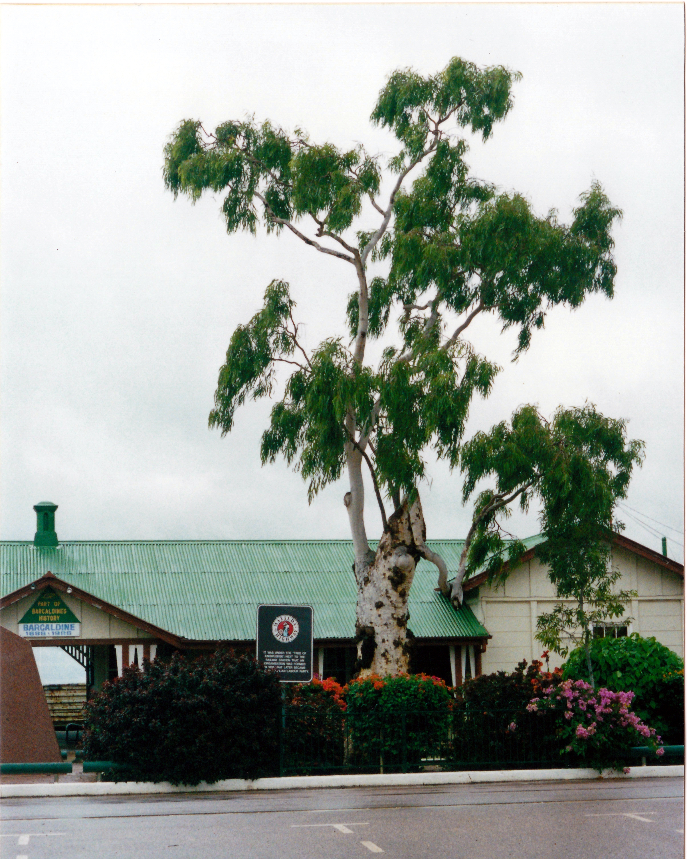 05-19-2000 tree knowledge.jpg