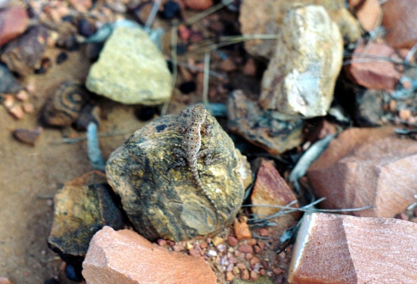 05-23-2000 little reptile lark quarry