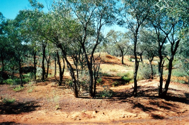 05-28-2000 mullock heaps near camp.jpg