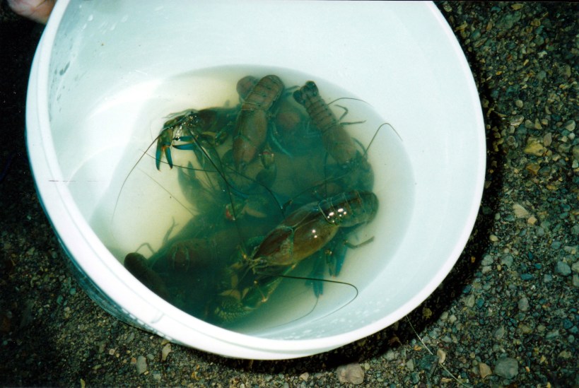 05-28-2000 Opalton yabby catch.jpg