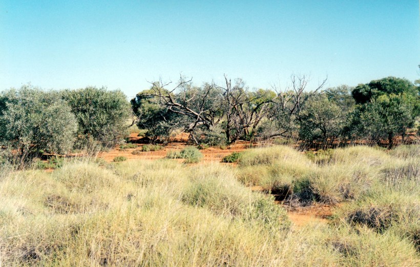05-30-2000 mulga country opalton.jpg
