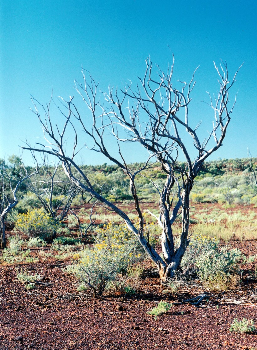 06-02-2000 dead tree