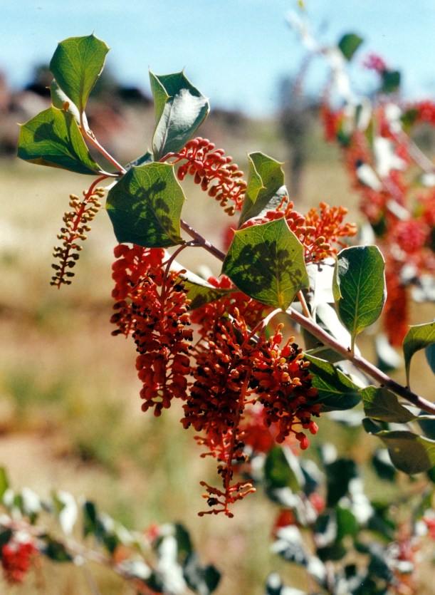 06-17-2000 holly grevillea.jpg